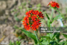 Attēlu rezultāti vaicājumam “Silene chalcedonica”