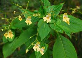 Attēlu rezultāti vaicājumam “Impatiens parviflora leaf”