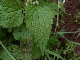 Attēlu rezultāti vaicājumam “Lamium album leaf”