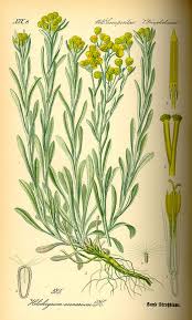 Image result for Helichrysum subulifolium