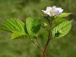 Attēlu rezultāti vaicājumam “Rubus plicatus flower”