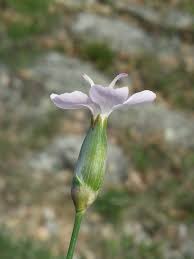 Image result for Steinnelke