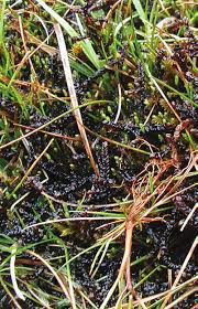 Attēlu rezultāti vaicājumam “Scorpidium revolvens”