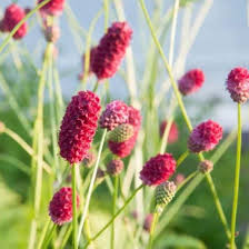 Image result for Sanguisorba officinalis