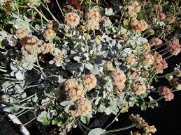 Attēlu rezultāti vaicājumam “Eriophorum latifolium leaf”