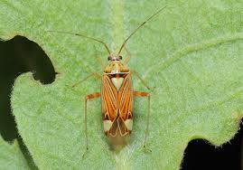 Attēlu rezultāti vaicājumam “Rhabdomiris striatellus”