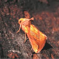 Attēlu rezultāti vaicājumam “Plusia festucae”