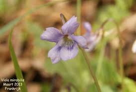 Attēlu rezultāti vaicājumam “Viola mirabilis”