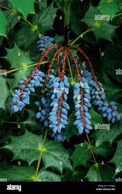 Attēlu rezultāti vaicājumam “Trifolium montanum fruit”