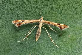 Attēlu rezultāti vaicājumam “Platyptilia tesseradactyla”