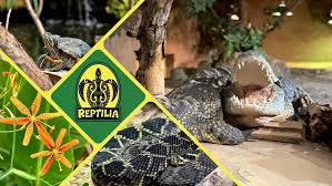Attēlu rezultāti vaicājumam “Reptilia”