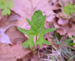 Attēlu rezultāti vaicājumam “Viola uliginosa leaf”