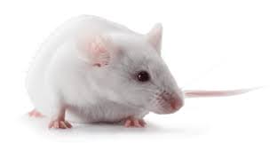 Image result for Meir Heath Cc