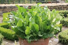 Attēlu rezultāti vaicājumam “Armoracia rusticana bud”