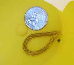 Attēlu rezultāti vaicājumam “Trichoptera egg mass”