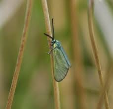 Attēlu rezultāti vaicājumam “Adscita statices”