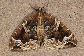 Attēlu rezultāti vaicājumam “Eulithis prunata”