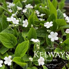 Attēlu rezultāti vaicājumam “Omphalodes verna leaf”