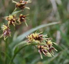 Attēlu rezultāti vaicājumam “Luzula campestris flower”