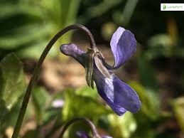 Attēlu rezultāti vaicājumam “Viola reichenbachiana flower”