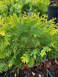 Attēlu rezultāti vaicājumam “Thuja occidentalis leaf”
