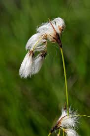 Attēlu rezultāti vaicājumam “Eriophorum latifolium fruit”