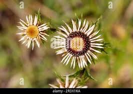 Attēlu rezultāti vaicājumam “Carlina vulgaris flower”