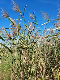 Attēlu rezultāti vaicājumam “Phragmites communis”