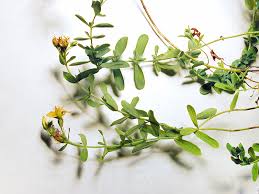 Attēlu rezultāti vaicājumam “Hypericum perforatum fruit”