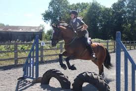 Image result for South Weylands Equestrian