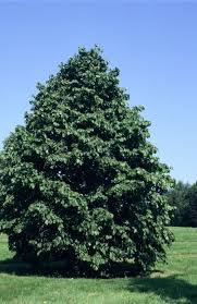 Attēlu rezultāti vaicājumam “Corylus colurna”