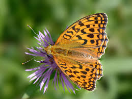 Attēlu rezultāti vaicājumam “Argynnis adippe”