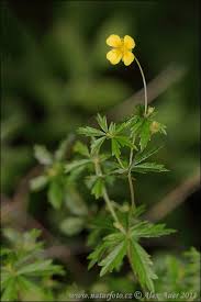 Image result for Potentilla erecta