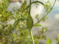 Attēlu rezultāti vaicājumam “Aulacidea hieracii”