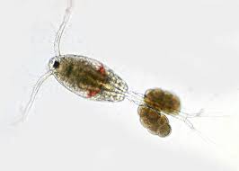 Attēlu rezultāti vaicājumam “Copepoda”