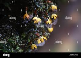 Attēlu rezultāti vaicājumam “Physarum viride var. aurantium”