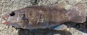 Image result for Tautogolabrus adspersus