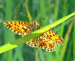 Attēlu rezultāti vaicājumam “Clossiana selene upperside”
