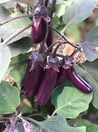 Afbeeldingsresultaat voor slim jim eggplant