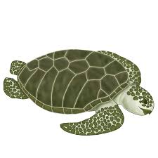 Image result for Lepidochelys kempii