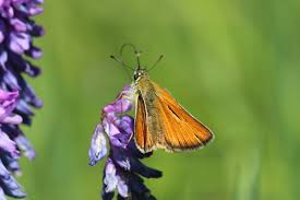 Attēlu rezultāti vaicājumam “Thymelicus lineola male”