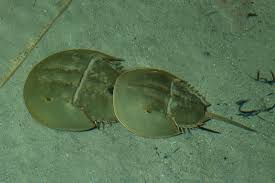 Image result for Limulus polyphemus