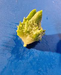 Attēlu rezultāti vaicājumam “Atriplex littoralis leaf”