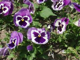 Image result for Viola wittrockiana