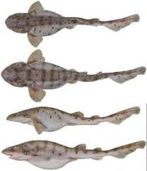 Image result for Cephaloscyllium laticeps