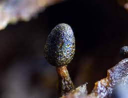 Attēlu rezultāti vaicājumam “Amaurochaete sp.”