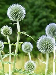 Image result for Edeldistel