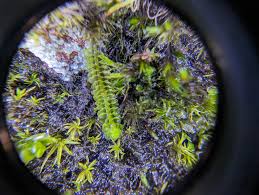 Attēlu rezultāti vaicājumam “Tritomaria exsectiformis”