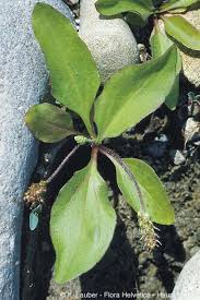 Attēlu rezultāti vaicājumam “Plantago major subsp. intermedia”