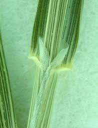 Attēlu rezultāti vaicājumam “Agrostis capillaris”